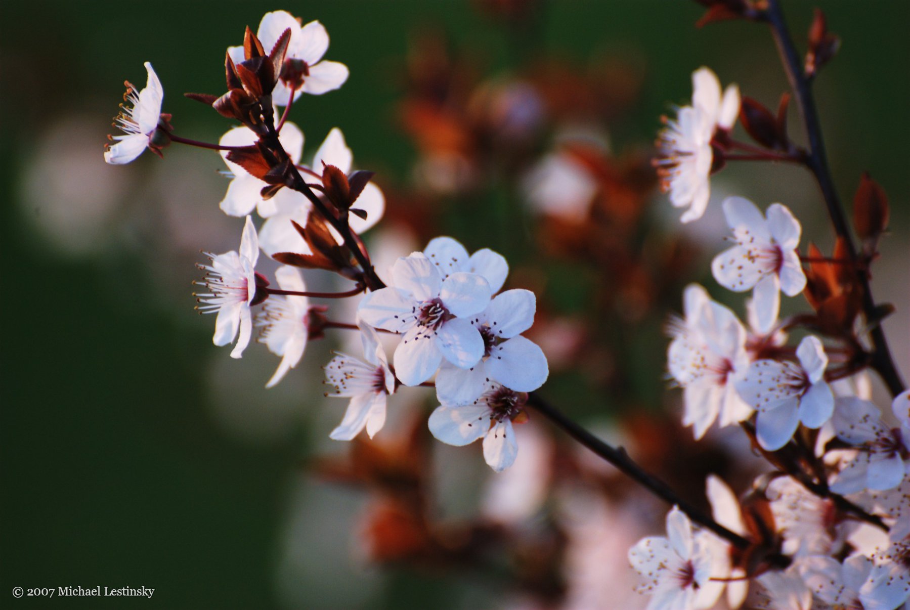 Blüte der Blutpflaume (27/27) (Image 27/27)