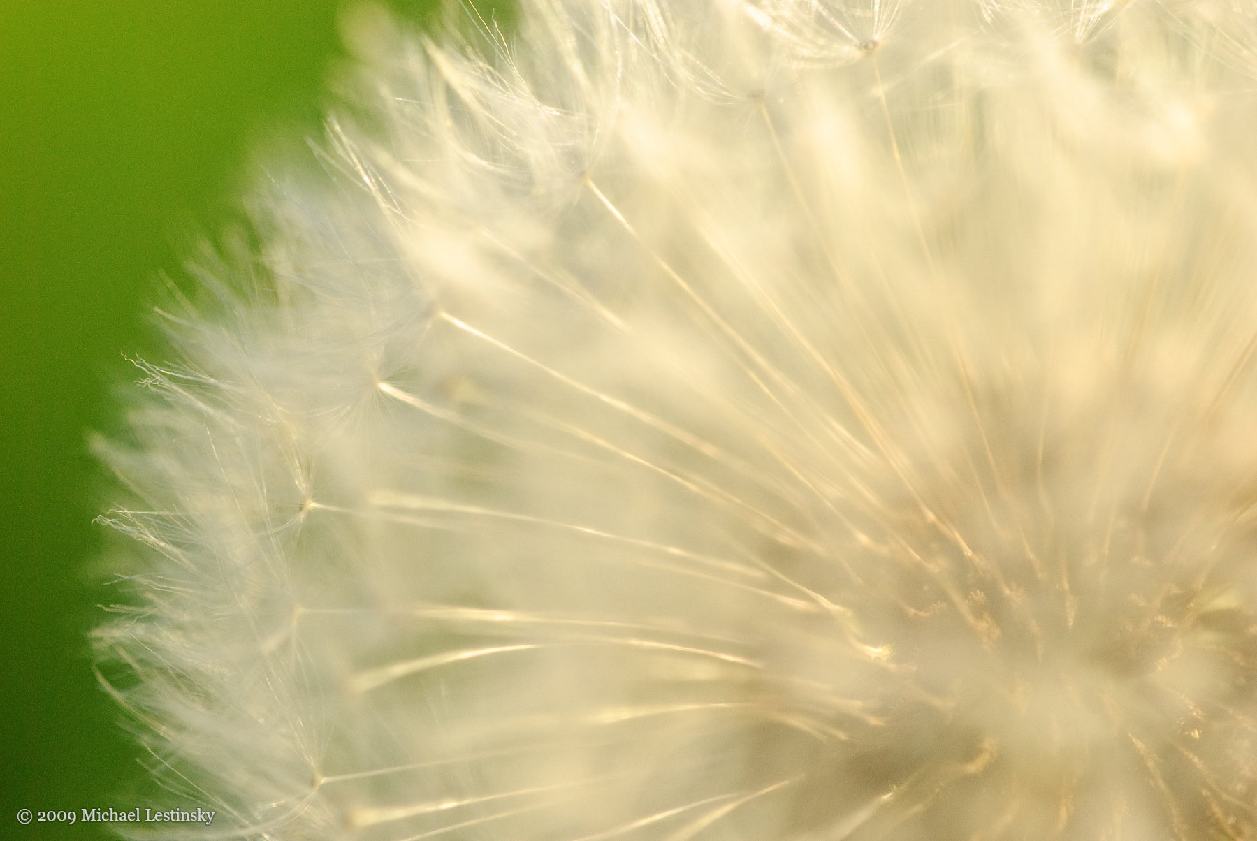 Pusteblume (19/27) (Image 19/27)