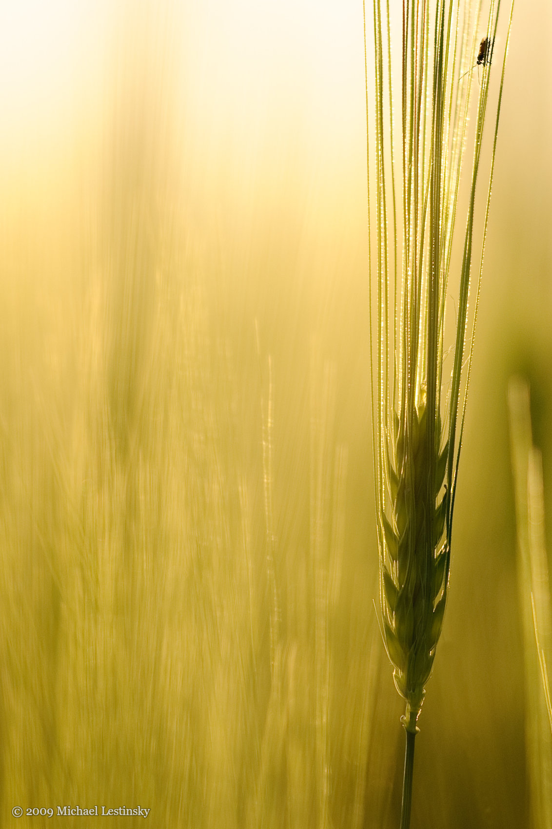 Gerste im Abendlicht (17/27) (Image 17/27)