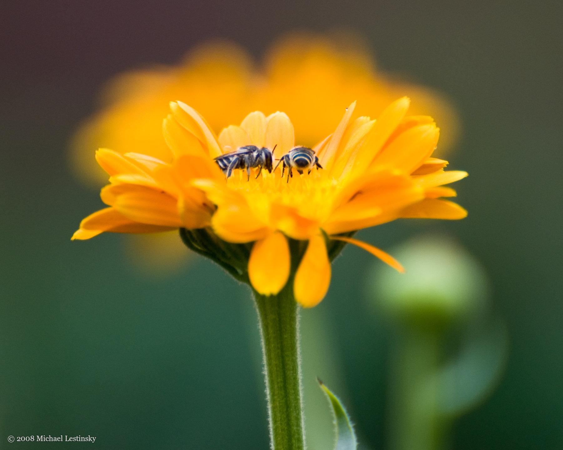 Bienchen und Blümchen (24/27) (Image 24/27)