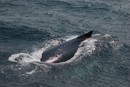 Whalewatching: 800x536, 244KB