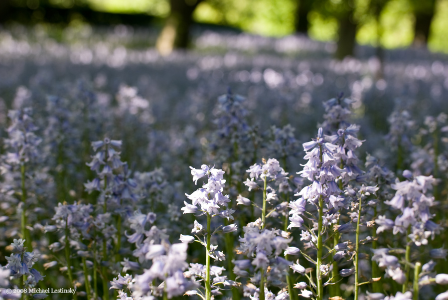 Bluebells (51/60) (Image 51/60)