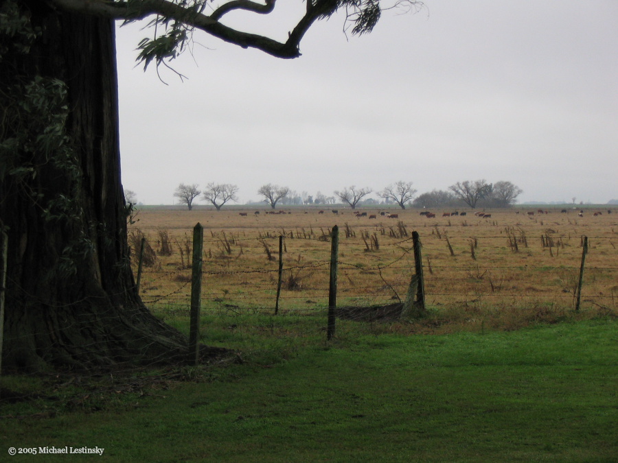 Pampa (6/85) (Image 6/85)