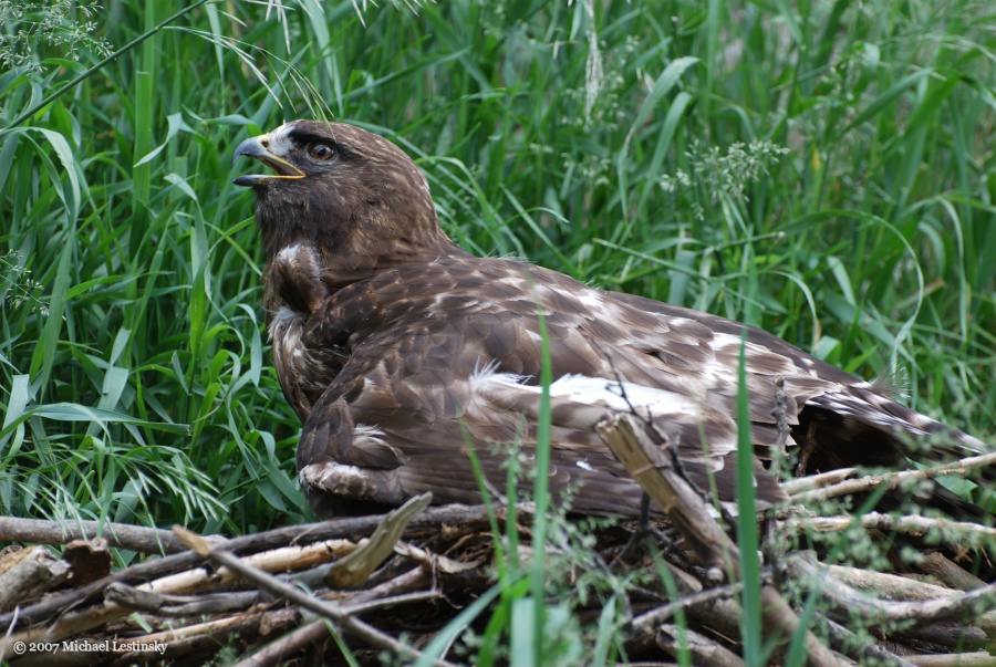 Steinadler? (6/11) (Image 6/11)