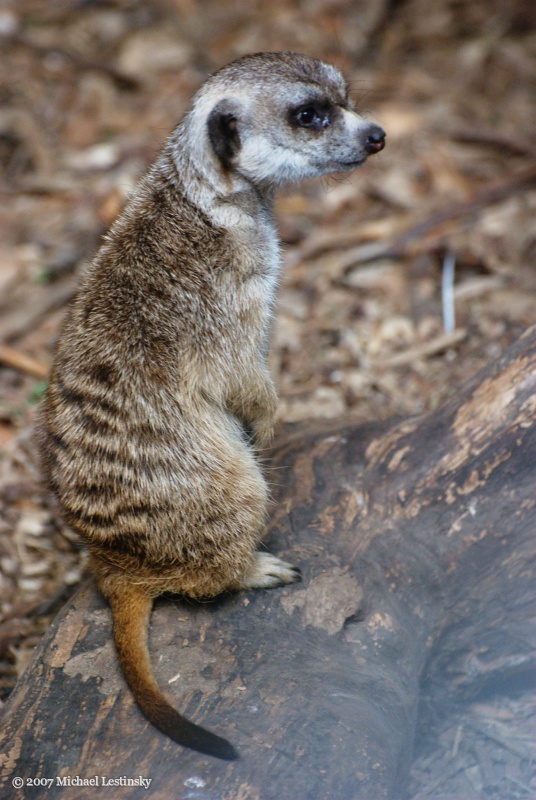 Erdmännchen (10/11) (Image 10/11)