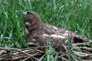Steinadler?: 900x603, 252KB