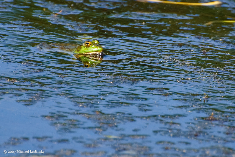 Ochsenfrosch (3/13) (Image 3/13)