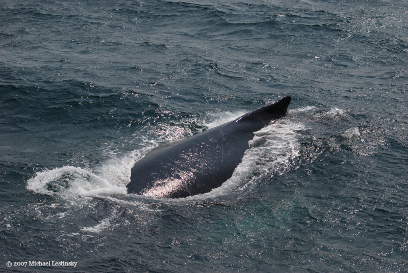 Whalewatching (7/13) (Image 7/13)