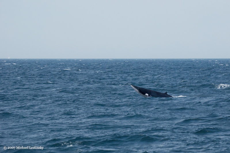 Finnwal (9/13) (Image 9/13)