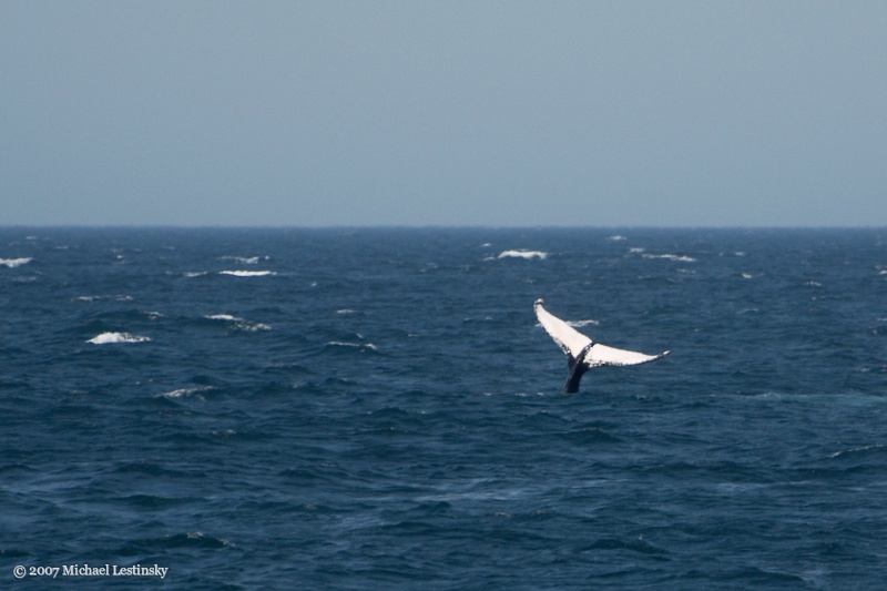 Cape Cod (10/13) (Image 10/13)