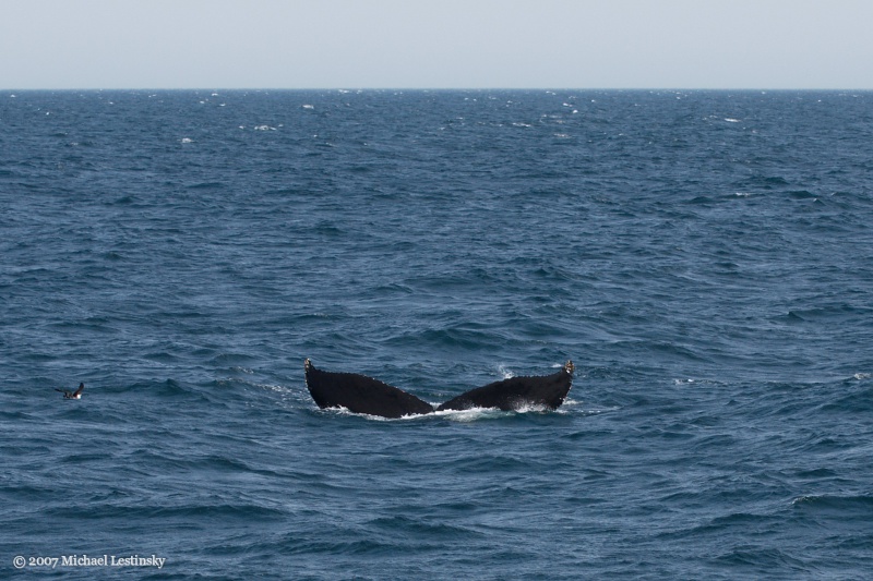 Whalewatching (11/13) (Image 11/13)