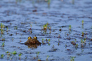 Ochsenfrosch: 799x535, 208KB