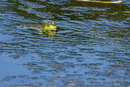 Ochsenfrosch: 799x535, 292KB