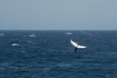 Cape Cod: 800x533, 120KB