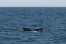 Whalewatching: 800x533, 176KB