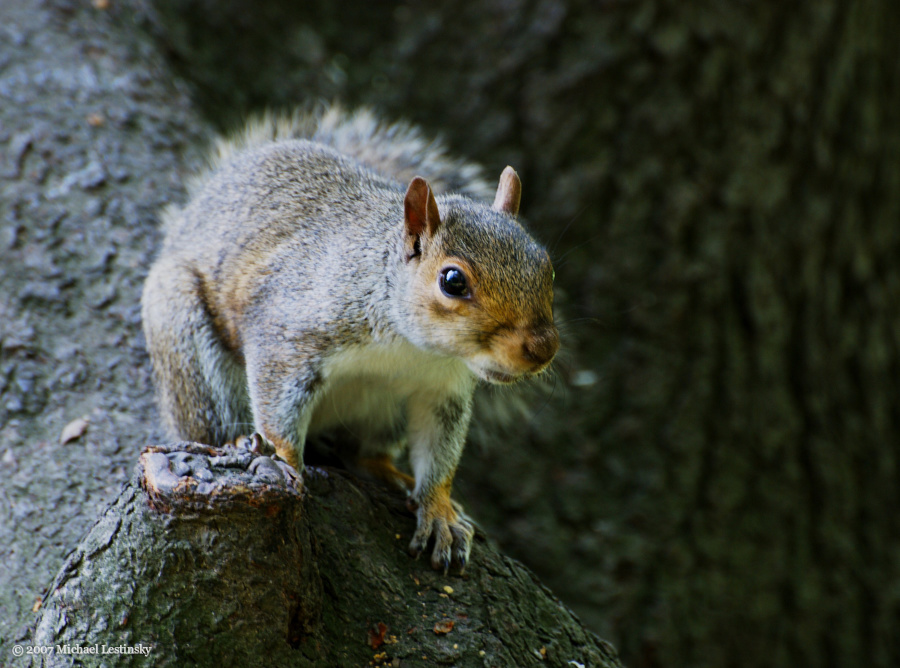 Grauhörnchen (11/60) (Image 11/60)