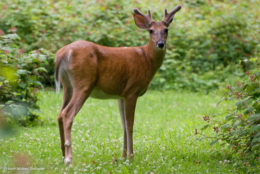 Hirsch (56/60) (Image 56/60)