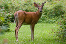Hirsch: 899x602, 352KB