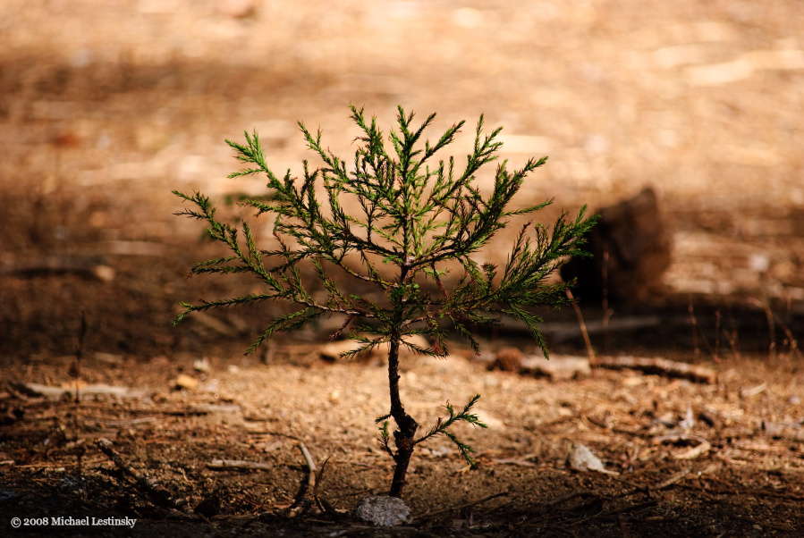 Junger Sequoia-Trieb (24/40) (Image 24/40)
