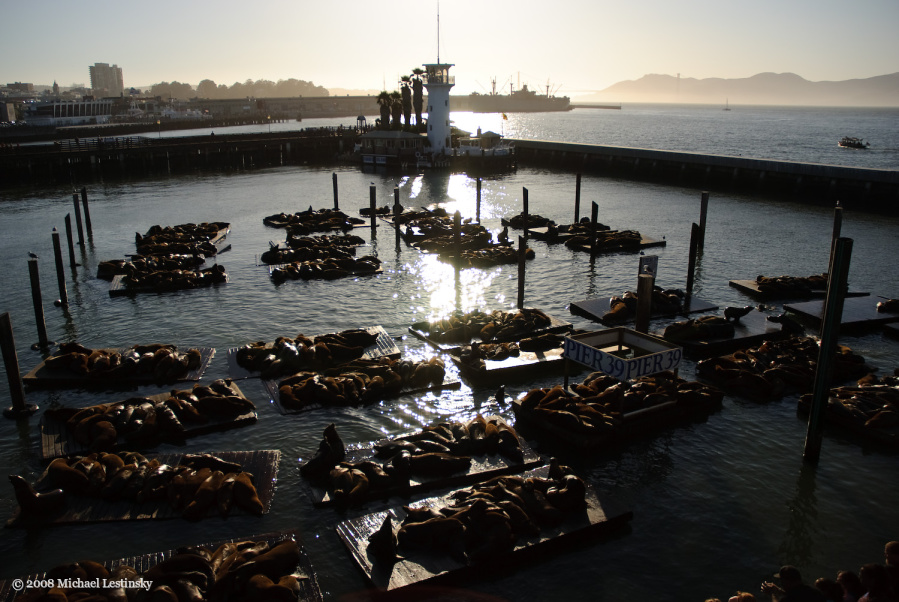 Seehunde am Pier 39 (2/40) (Image 2/40)