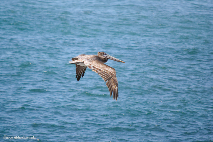 Pelikan (14/40) (Image 14/40)