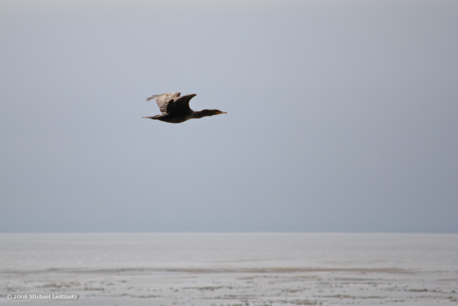 Kormoran (16/40) (Image 16/40)