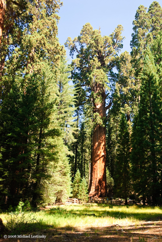 General Sherman Tree (19/40) (Image 19/40)