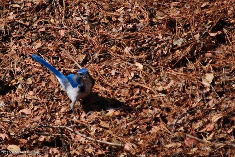 Blauhäher (20/40) (Image 20/40)
