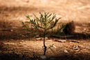 Junger Sequoia-Trieb: 899x602, 312KB