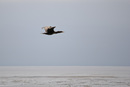 Kormoran: 899x602, 84KB