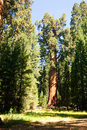 General Sherman Tree: 535x799, 456KB