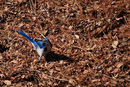 Blauhäher: 899x602, 548KB