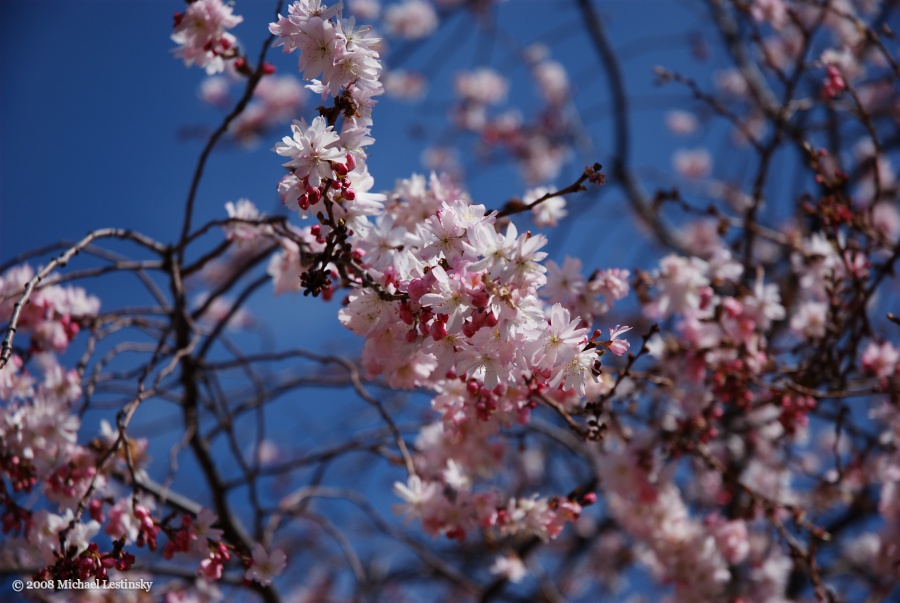 Washington DC (3/11) (Image 3/11)