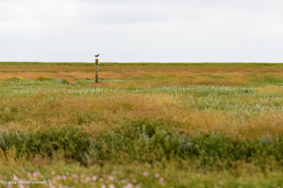 Nordsee (2/15) (Image 2/15)