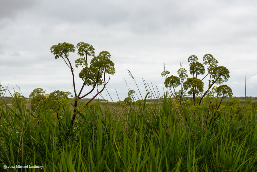 Nordsee (5/15) (Image 5/15)