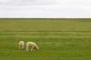 Nordsee: 899x600, 256KB