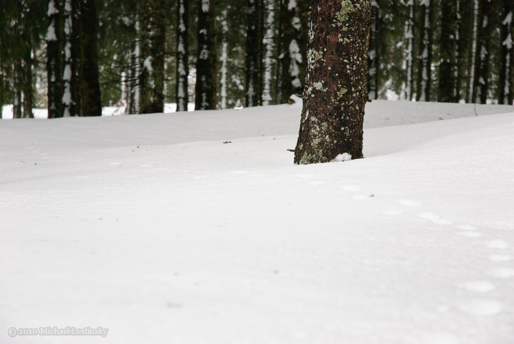 Harz im Schwarzwald 2010 (2/7) (Image 2/7)