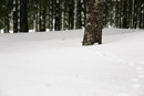 Harz im Schwarzwald 2010: 750x502, 144KB