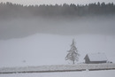 Harz im Schwarzwald 2010: 750x502, 104KB