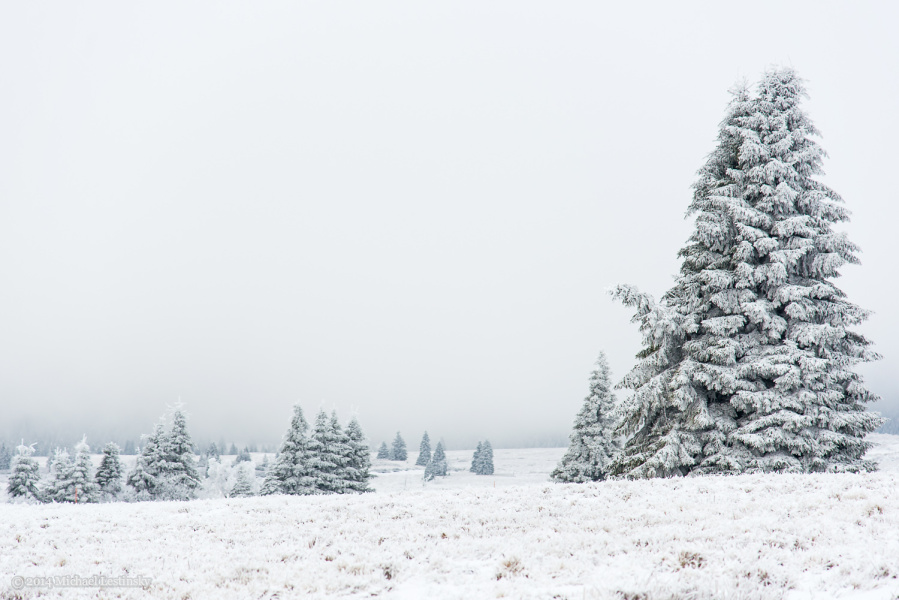 Harz im Erzgebirge 2014 (3/23) (Image 3/23)