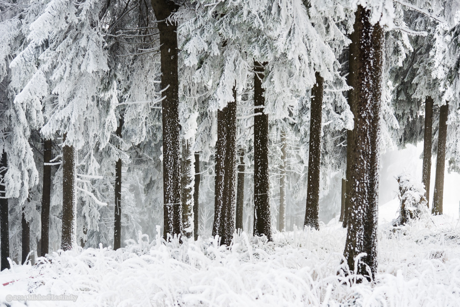 Harz im Erzgebirge 2014 (17/23) (Image 17/23)
