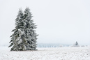 Harz im Erzgebirge 2014: 899x600, 196KB