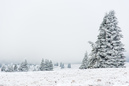 Harz im Erzgebirge 2014: 899x600, 204KB