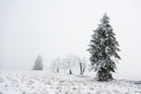 Harz im Erzgebirge 2014: 899x600, 184KB