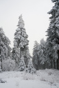Harz im Erzgebirge 2014: 467x700, 172KB