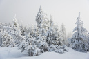 Harz im Erzgebirge 2014: 899x600, 248KB
