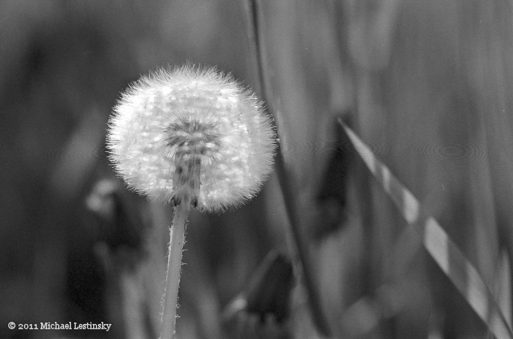 Pusteblume (3/5) (Image 3/5)