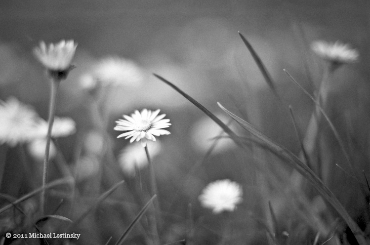 Gänseblümchen (4/5) (Image 4/5)