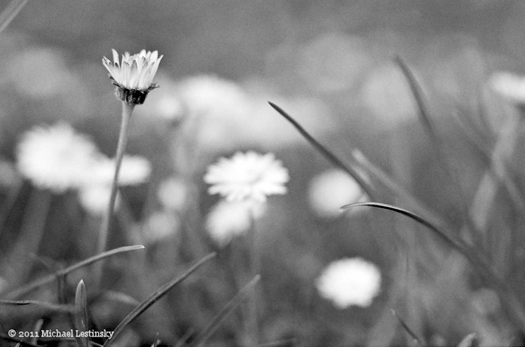 Gänseblümchen (5/5) (Image 5/5)