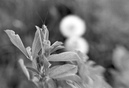 Hüpfer: 749x509, 264KB